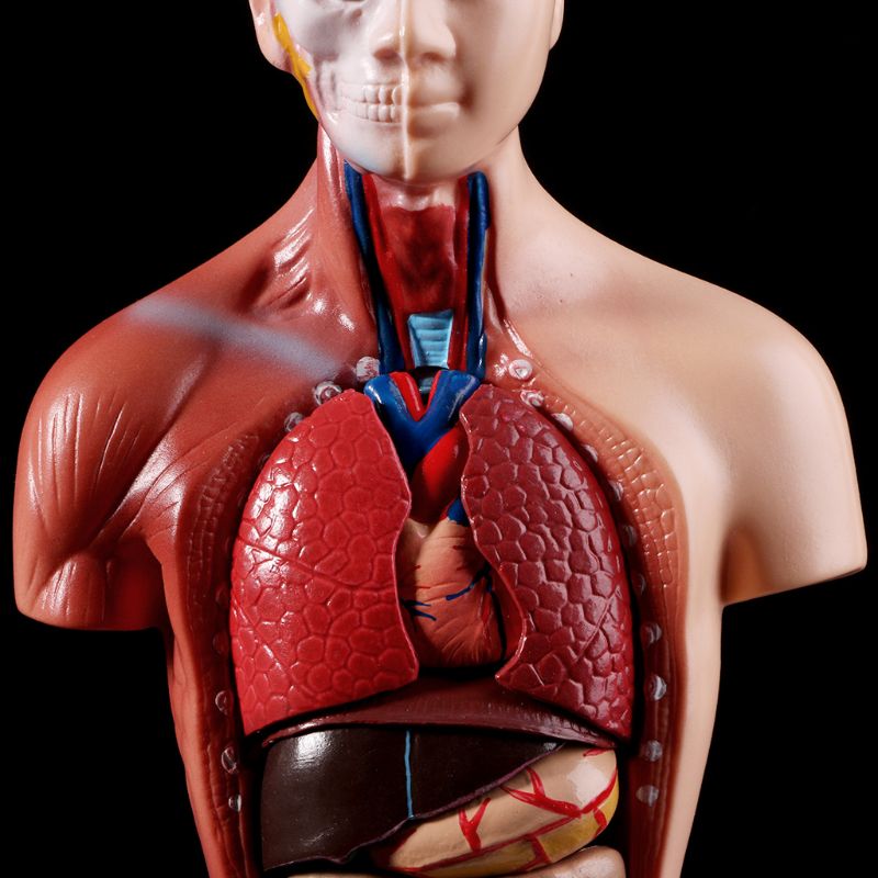בובת אנטומיה – ללמידת איברים פנימיים בגוף האדם!