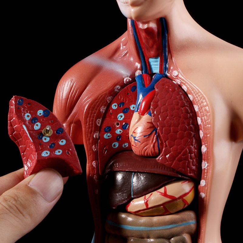 בובת אנטומיה – ללמידת איברים פנימיים בגוף האדם!