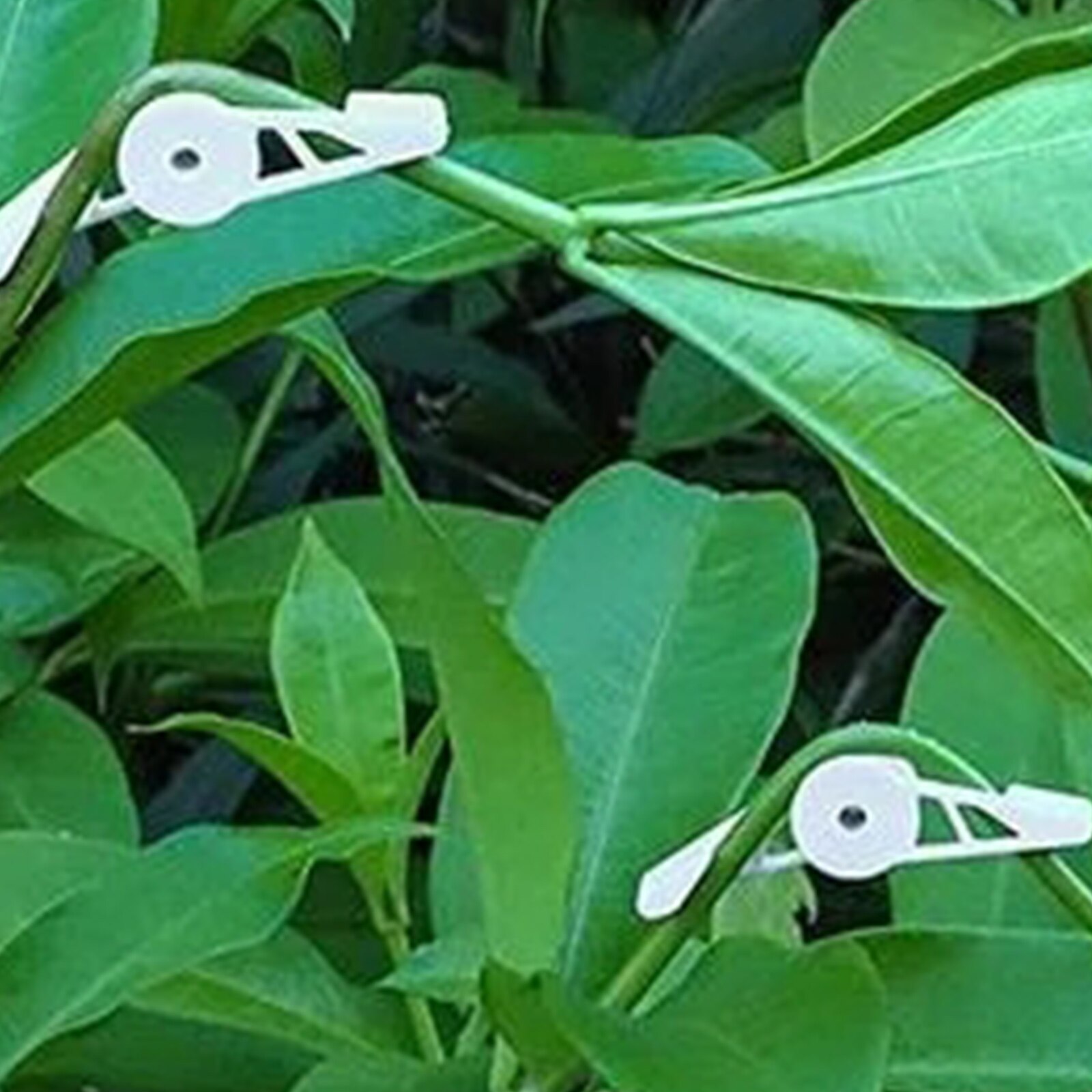 מכופפי צמחים מתכווננים 360 מעלות – מארז 10 יחידות