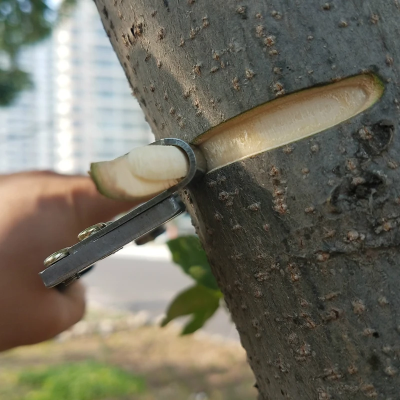גילוף טבעות עצים וענפים – כלי מקצועי לגינה – תמונה 5