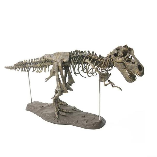 שלד דינוזאור להרכבה T-Rex גדול לצביעה ולמידה