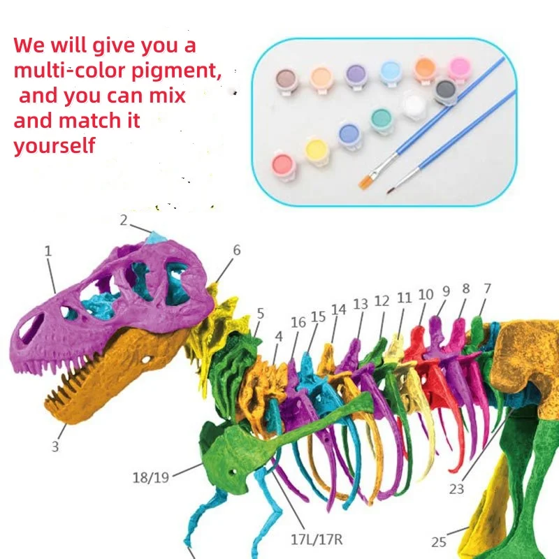 שלד דינוזאור להרכבה T-Rex גדול לצביעה ולמידה – תמונה 4