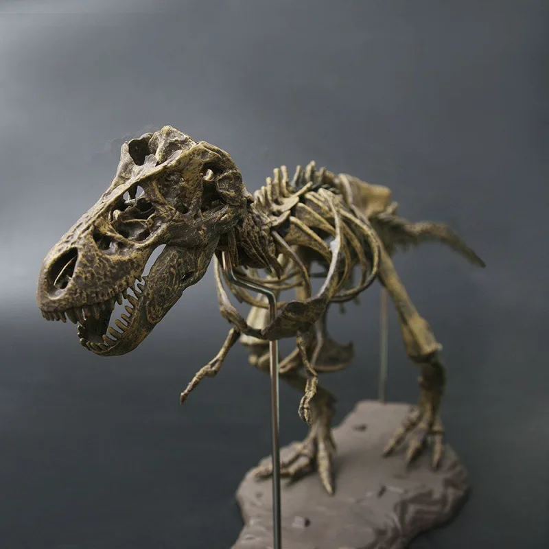 שלד דינוזאור להרכבה T-Rex גדול לצביעה ולמידה – תמונה 3