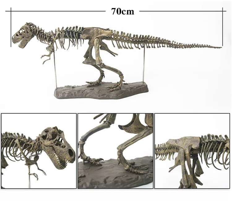 שלד דינוזאור להרכבה T-Rex גדול לצביעה ולמידה – תמונה 5