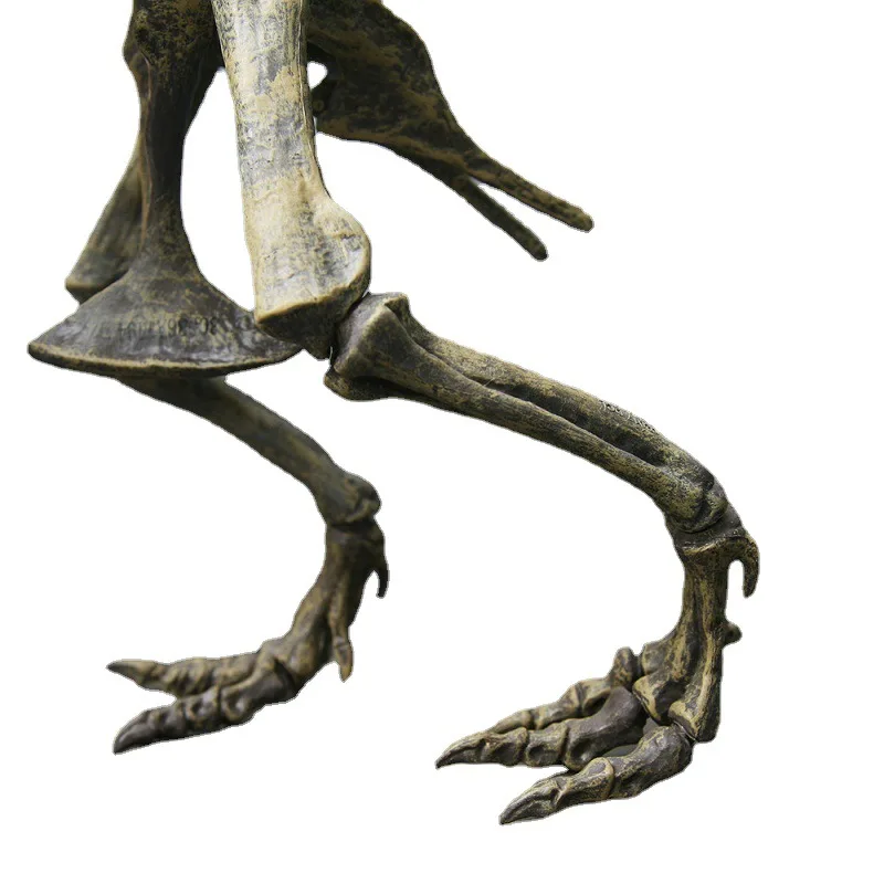 שלד דינוזאור להרכבה T-Rex גדול לצביעה ולמידה – תמונה 7
