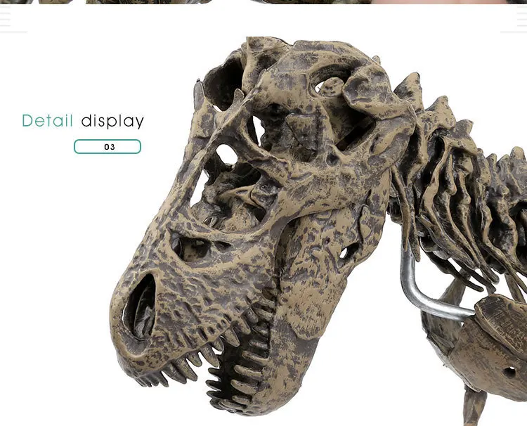 שלד דינוזאור להרכבה T-Rex גדול לצביעה ולמידה – תמונה 6