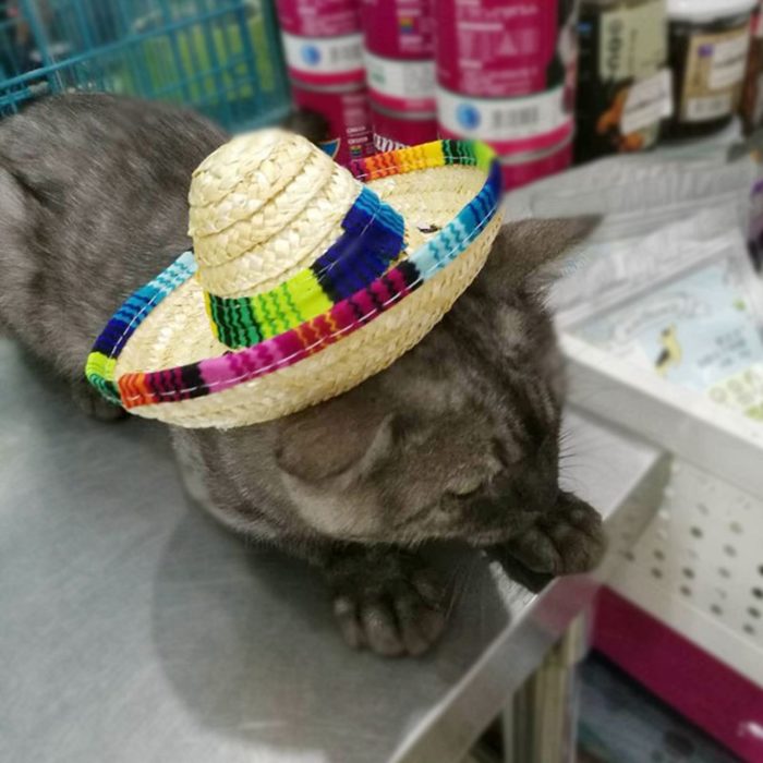 כובע סומבררו לחתולים וכלבים קטנים מקש עם רצועה מתכווננת – תמונה 3